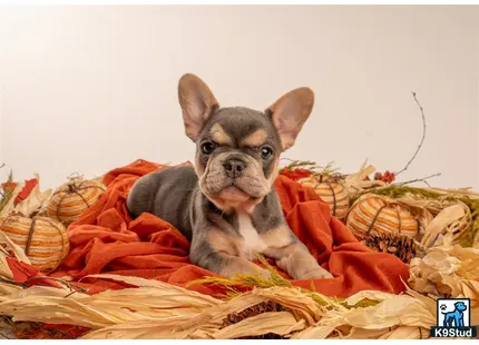 a french bulldog dog sitting on a pile of colorful fabric